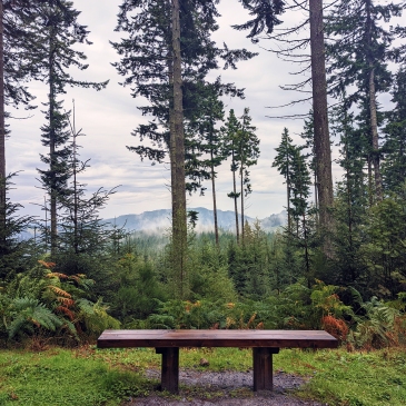 A bench in the foreground, surrounded by tall trees and misty mountains in the background